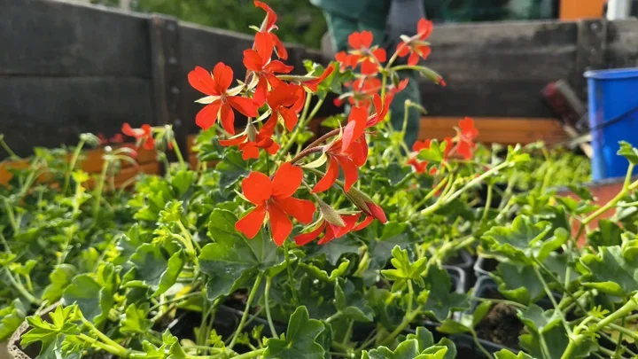 1200 pelargonii zmienia centrum Gliwic. Kwiaty trafią jeszcze do donic